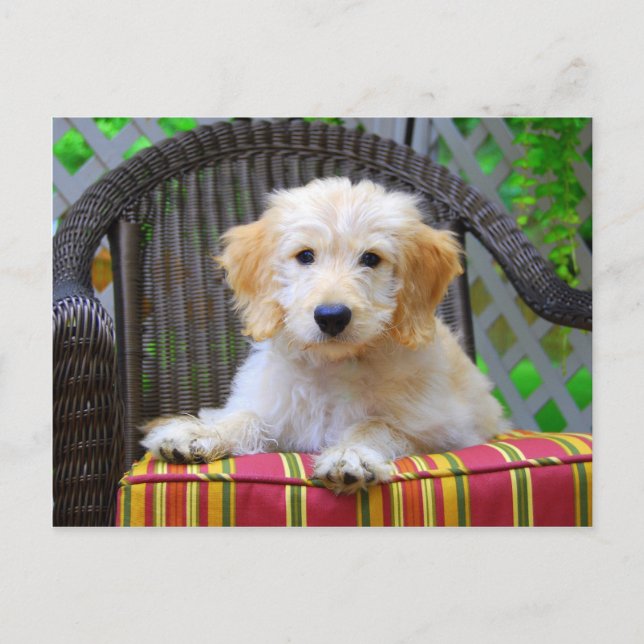 Cartão Postal Ouro Doodle Puppy (Frente)