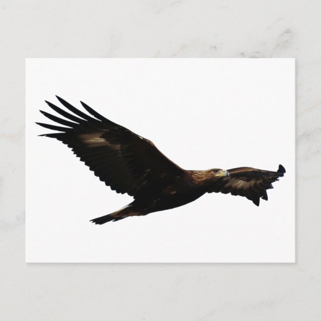 Cartão Postal Ouro Eagle Soaring (Frente)
