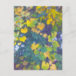 CARTÃO POSTAL OURO FECHAR