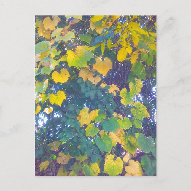 CARTÃO POSTAL OURO FECHAR (Frente)