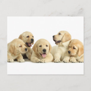 Cartão Postal Ouro Labrador Puppy Pile
