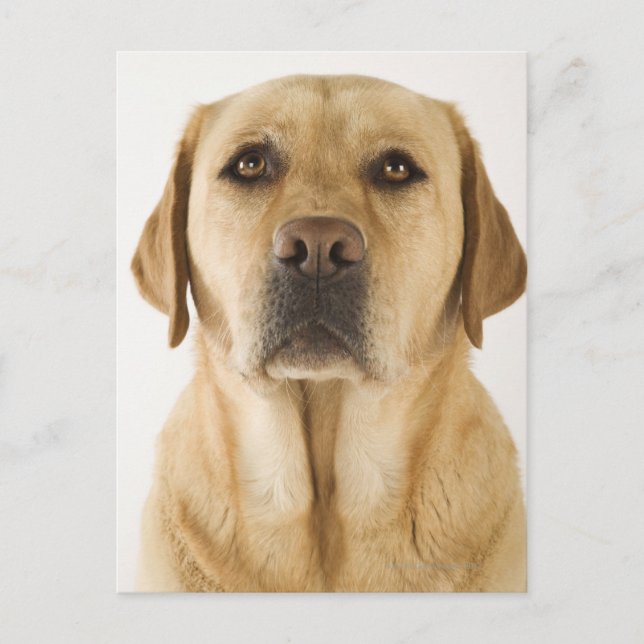 Cartão Postal Ouro Labrador Retriever (Canis familiaris). (Frente)