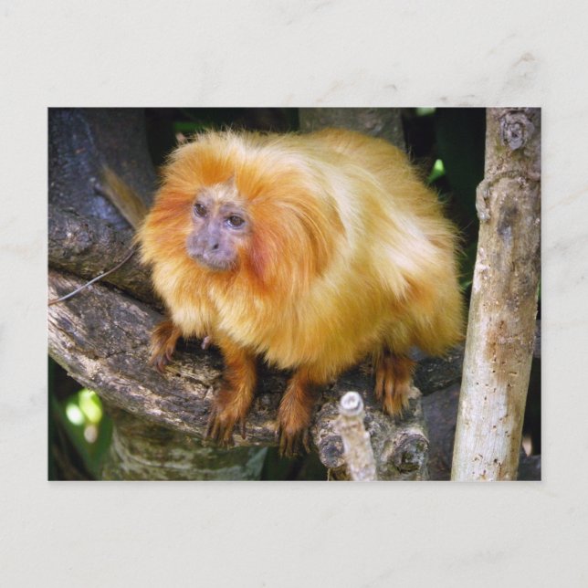 Cartão Postal Ouro Lion Tamarin (Frente)