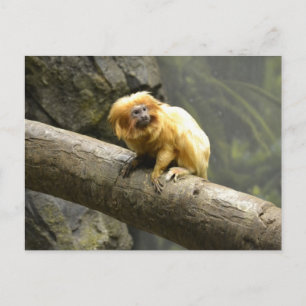 Cartão Postal Ouro Lion Tamarin