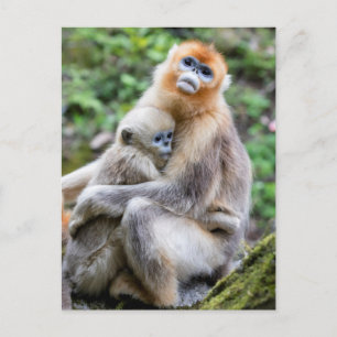 Cartão Postal Ouro Macaco Snub Nosed com Bebê