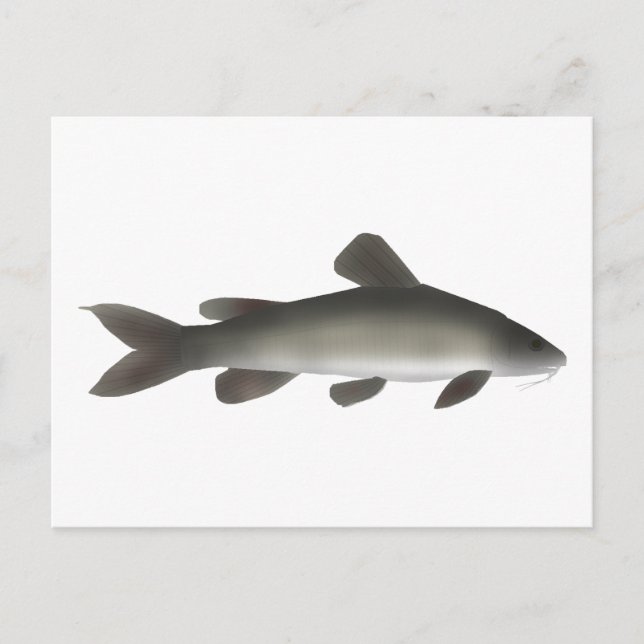 Cartão Postal Ouro Nilo (Frente)