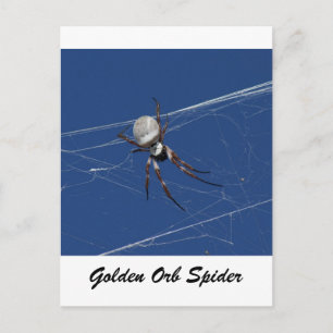 Cartão Postal Ouro Orb Spider