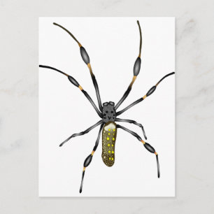 Cartão Postal Ouro Orb Spider