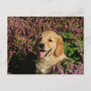 Cartão Postal Ouro Retreiver Puppy