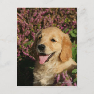 Cartão Postal Ouro Retreiver Puppy