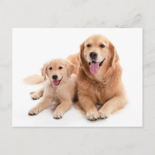 Cartão Postal Ouro Retriever Buddies