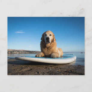 Cartão Postal Ouro Retriever Cachorro Deitado Em Um Conselho