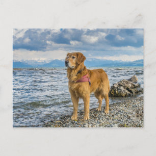 Cartão Postal Ouro Retriever Dog at Beach Blue Sky Foto