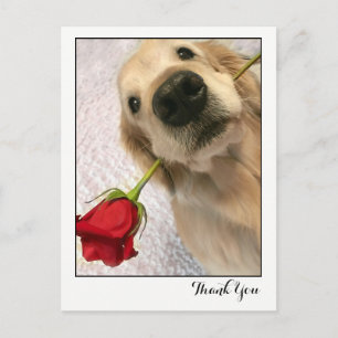 Cartão Postal Ouro Retriever Dog Com Rosa vermelha Obrigado