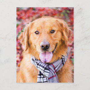 Cartão Postal Ouro Retriever Em Scarf