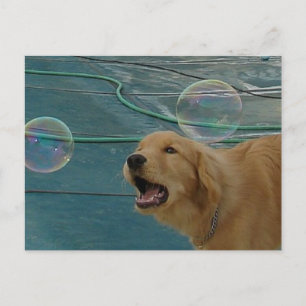 Cartão Postal Ouro Retriever Love