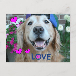 Cartão Postal Ouro Retriever Love