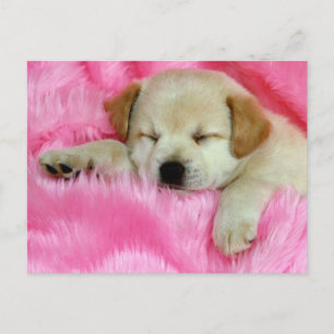 Cartão Postal Ouro Retriever Puppy