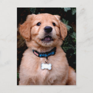 Cartão Postal Ouro Retriever Puppy