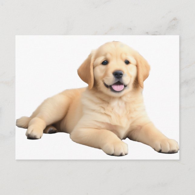 Cartão Postal Ouro Retriever Puppy (Frente)