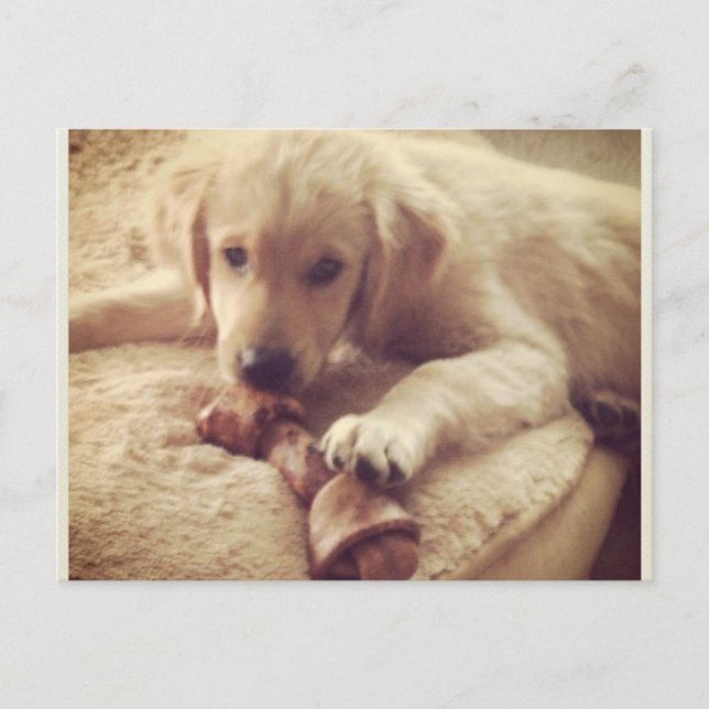 Cartão Postal Ouro Retriever Puppy com osso (Frente)