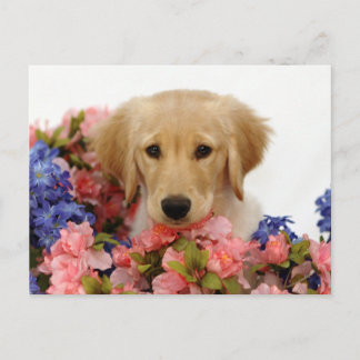 Cartão Postal Ouro Retriever Puppy e Flores