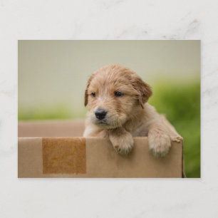 Cartão Postal Ouro Retriever Puppy in Box