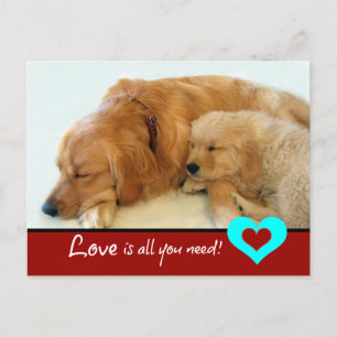 Cartão Postal Ouro Retriever Puppy Love