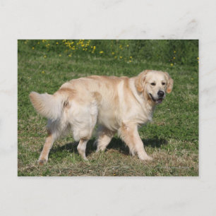 Cartão Postal Ouro Retriever Walking