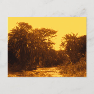 Cartão Postal Ouro River Gallery Forest Vintage - Terras Tropica