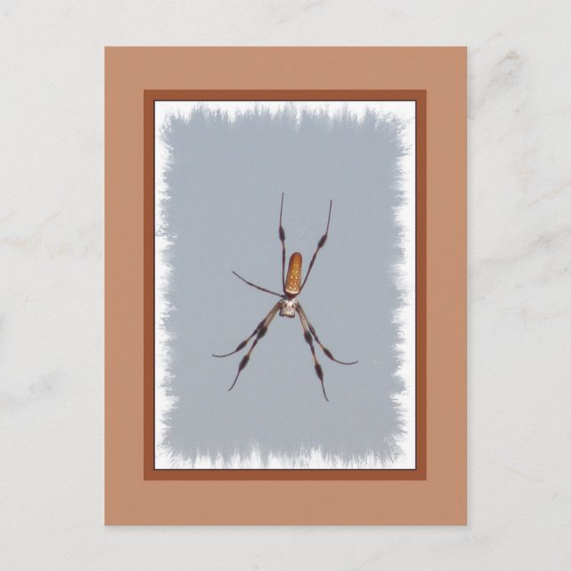 Cartão Postal Ouro Silk Orb-Weaver (Frente)