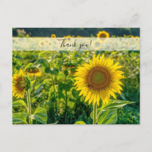 Cartão Postal Ouro Sunflower Field Obrigado Cartão-Postal