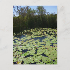 Cartão Postal Outback Lily Pads