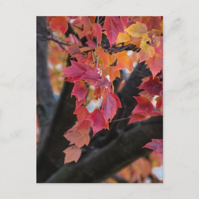 Cartão Postal Outono (Frente)