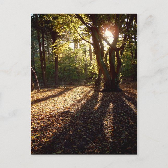 Cartão Postal Outono | (Frente)