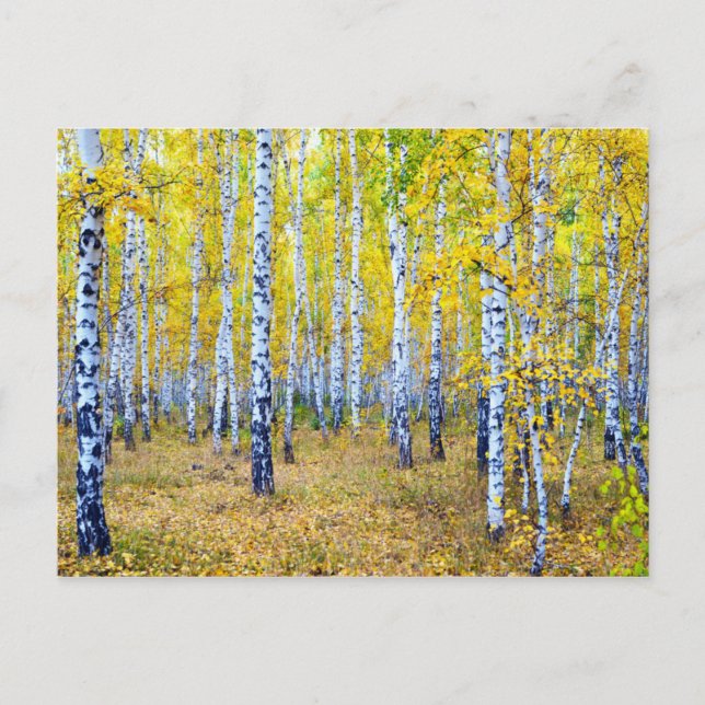 Cartão Postal Outono (Frente)