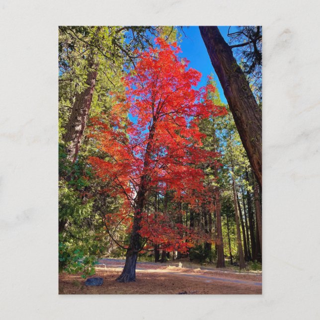 Cartão Postal Outono em Yosemite (Frente)