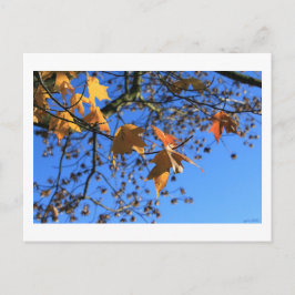 Cartão Postal Outono,folhas, bordo, céu azul, BC, Canadá,2010