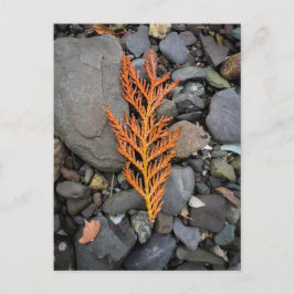 Cartão Postal Outono sobre as Rochas