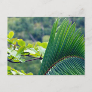 Cartão Postal Outra folha de Palma na floresta tropical da Indon