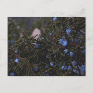 Cartão Postal "Outros Mundos Azuis"