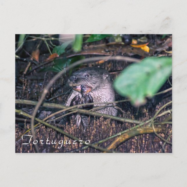 Cartão Postal Outros peixes comedores de Tortuguero - Costa Rica (Frente)