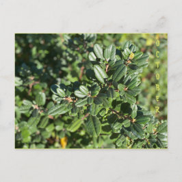 CARTÃO POSTAL OUTUBRO