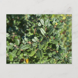 CARTÃO POSTAL OUTUBRO