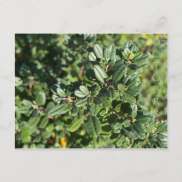 CARTÃO POSTAL OUTUBRO