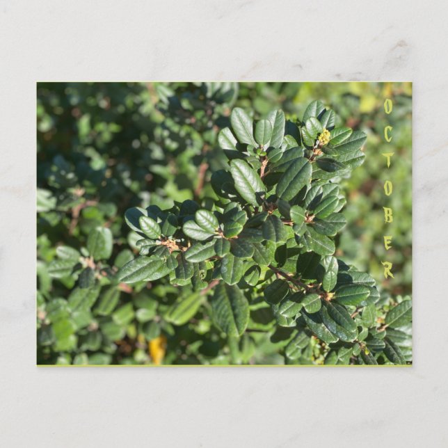 CARTÃO POSTAL OUTUBRO (Frente)
