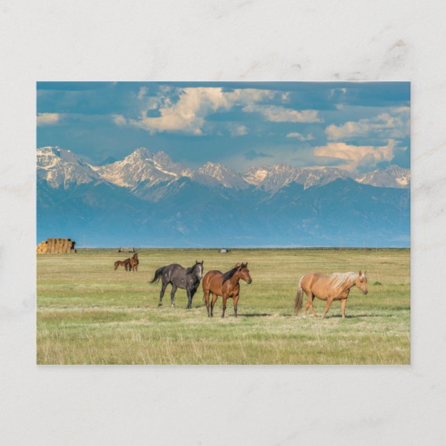 Cartão Postal Ouvindo Cavalos em Hayfield (Frente)
