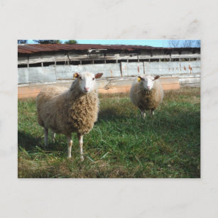 Cartão Postal Ovelha branca na Fazenda
