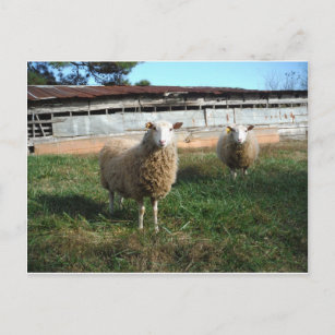 Cartão Postal Ovelha branca na Fazenda