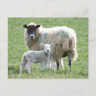 Cartão Postal Ovelha com o cordeiro